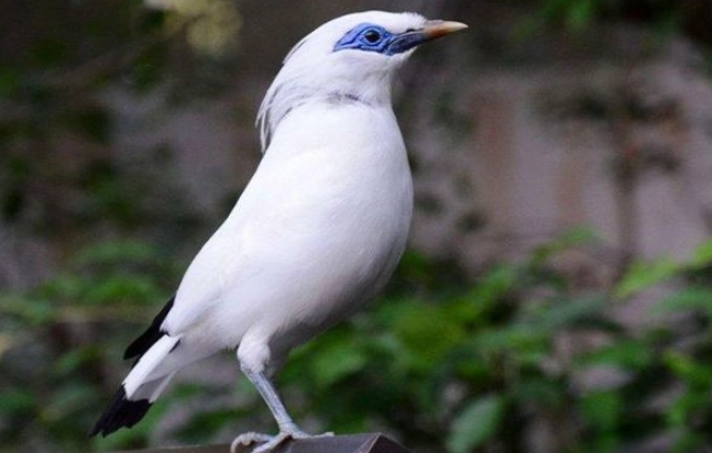 台灣鳥類保護 台灣鳥類保護