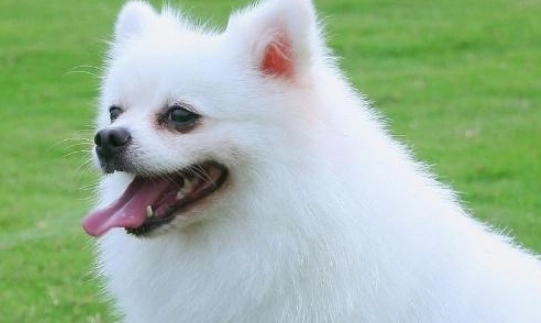 大型博美犬健康 大型博美犬健康