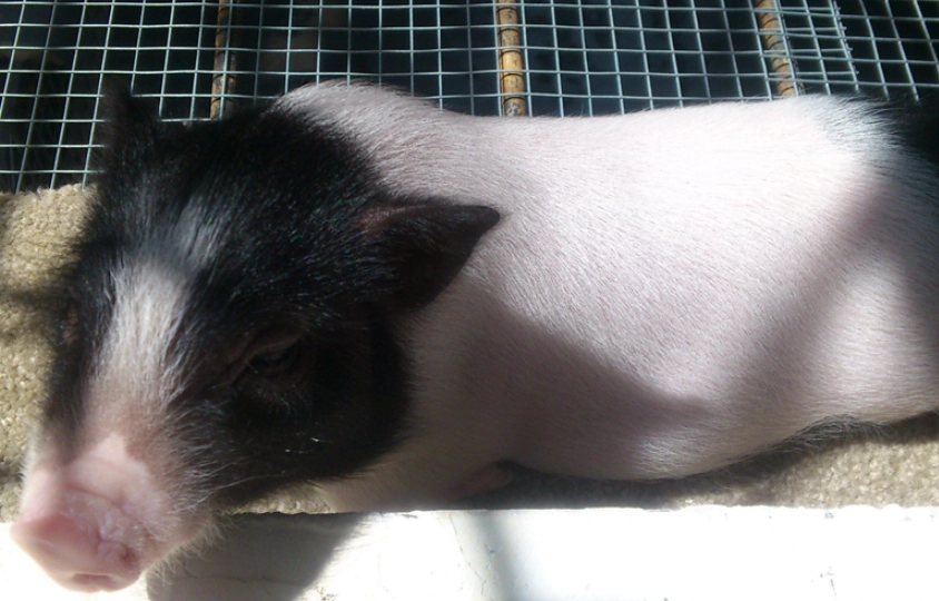 小香豬飼養 小香豬飼養