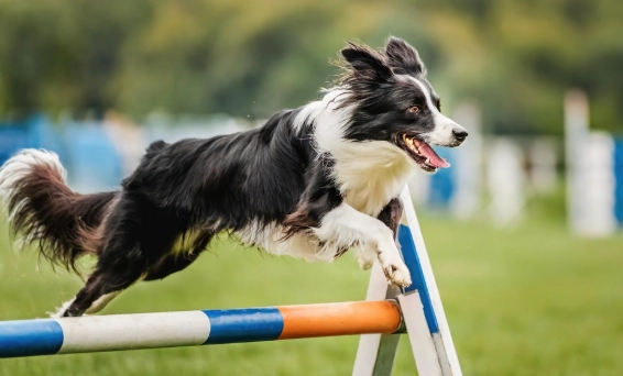 邊境牧羊犬尺寸 邊境牧羊犬尺寸