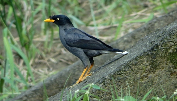 黃嘴八哥 飼養 黃嘴八哥 飼養