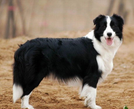 邊境牧羊犬生長標準 邊境牧羊犬生長標準