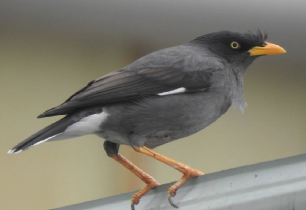 鳥類求偶聲音識別 鳥類求偶聲音識別