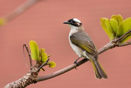 白頭翁鳥叫 白頭翁鳥叫