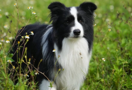 邊境牧羊犬尺寸 邊境牧羊犬尺寸