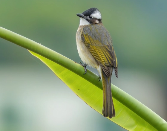 白頭翁鳥叫 白頭翁鳥叫
