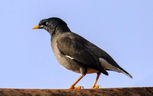八哥鳥叫聲