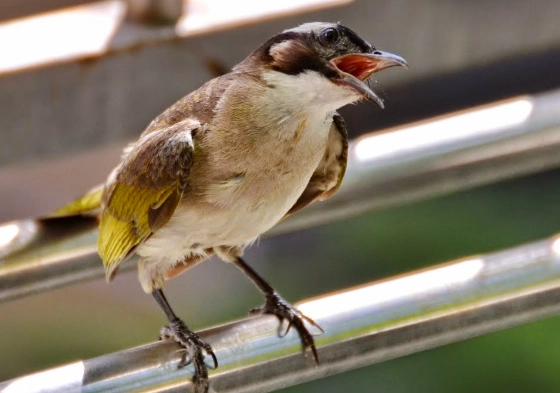 白頭翁鳥叫 白頭翁鳥叫
