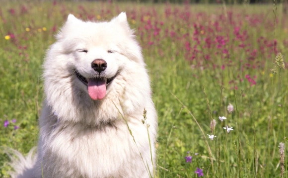薩摩耶犬訓練 薩摩耶犬訓練