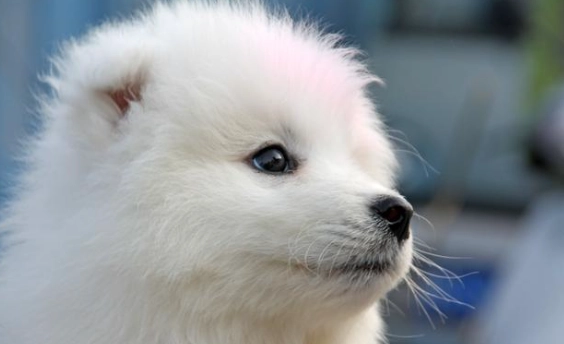 薩摩耶犬聰明嗎 薩摩耶犬聰明嗎