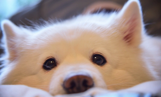 薩摩耶犬問題 薩摩耶犬問題