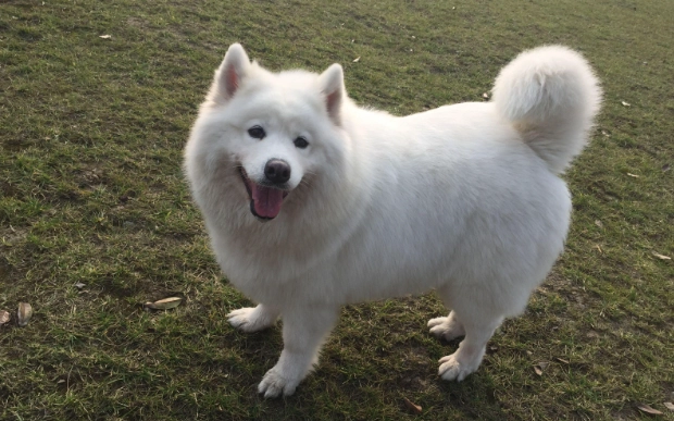 薩摩耶犬飼養注意事項 薩摩耶犬飼養注意事項