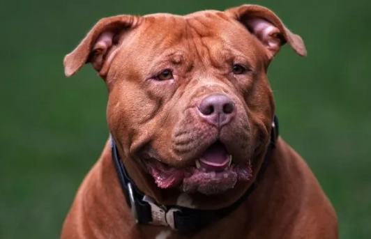 比特犬恐懼