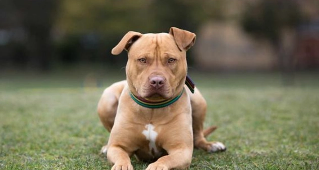 比特犬飼養 比特犬飼養