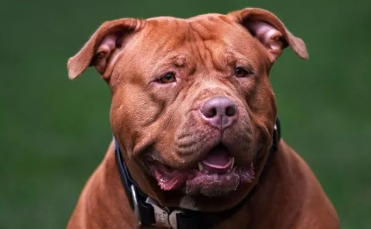 比特犬品種特性 比特犬品種特性