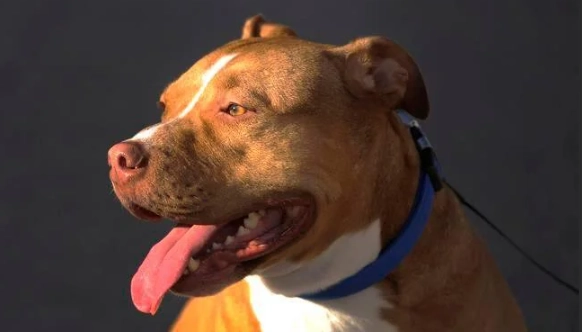 比特犬飼養 比特犬飼養