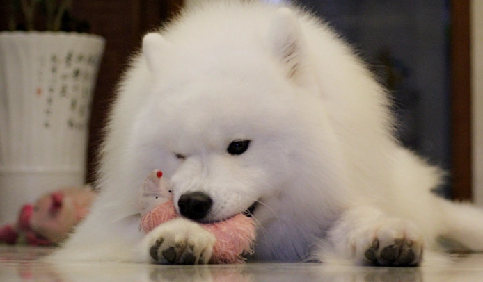 薩摩耶犬聰明嗎 薩摩耶犬聰明嗎