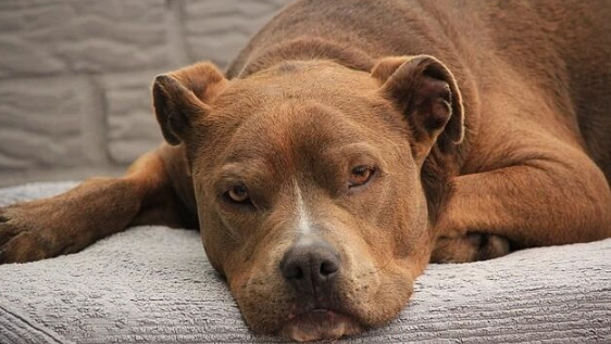 比特犬品種特性 比特犬品種特性