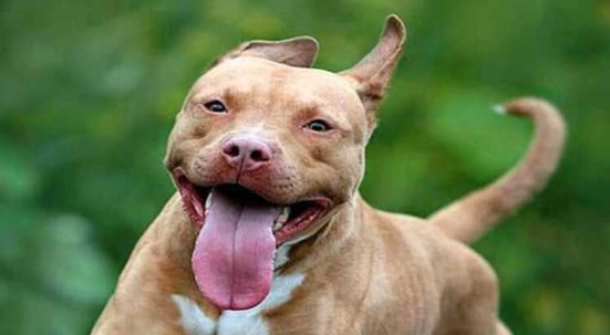 Pit Bull 品種 Pit Bull 品種