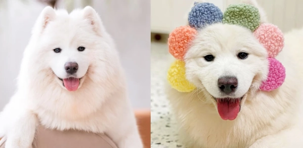 薩摩耶犬优缺点 薩摩耶犬优缺点
