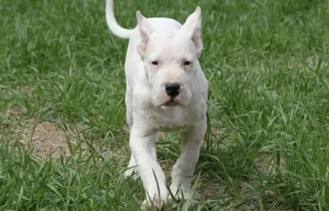 比特犬飼養 比特犬飼養