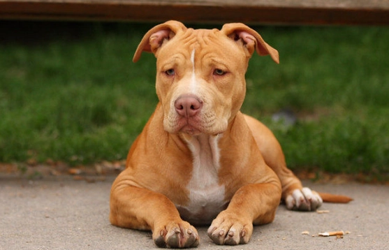 比特犬兇猛 比特犬兇猛