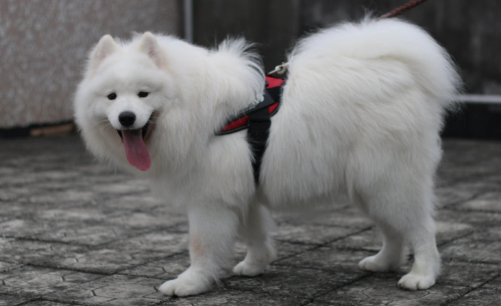薩摩耶犬訓練 薩摩耶犬訓練