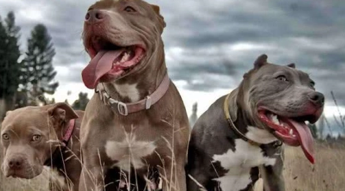 比特犬兇猛 比特犬兇猛