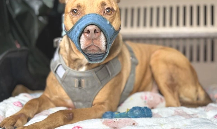 比特犬法國鬥牛犬 比特犬法國鬥牛犬