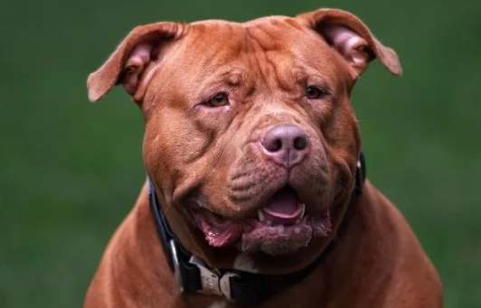 比特犬行為問題 比特犬行為問題