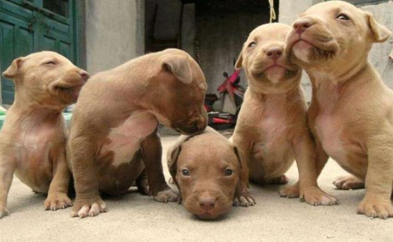 比特犬性格 比特犬性格