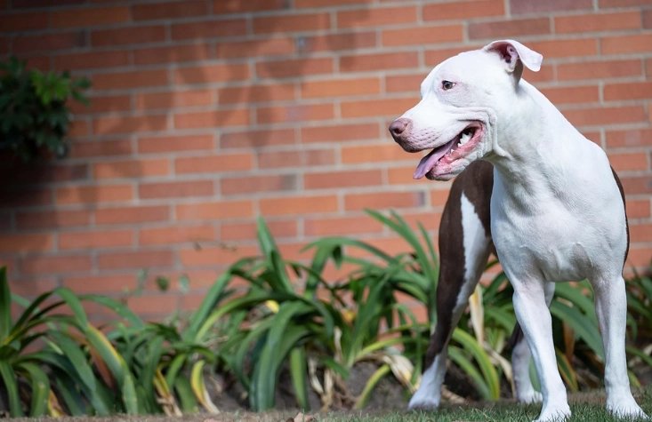 比特犬飼養 比特犬飼養