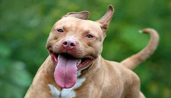 比特犬行為問題 比特犬行為問題
