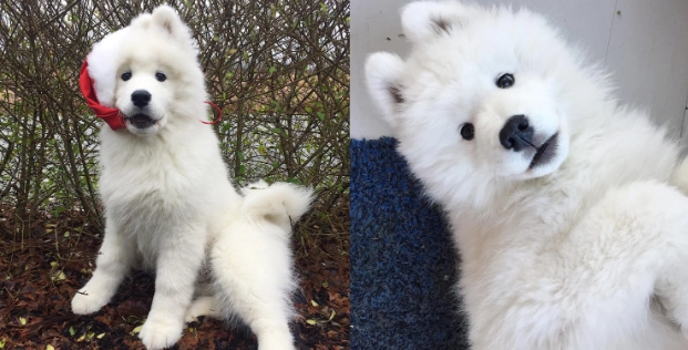 薩摩耶犬优缺点 薩摩耶犬优缺点
