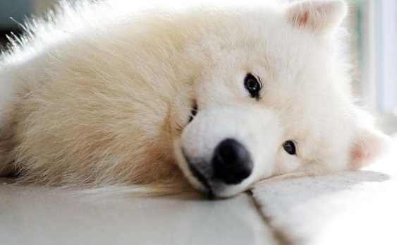 薩摩耶犬优缺点 薩摩耶犬优缺点