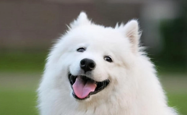 領養薩摩耶犬流程 領養薩摩耶犬流程