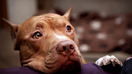 比特犬攻擊法律責任 比特犬攻擊法律責任