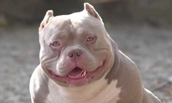 比特犬飼養 比特犬飼養