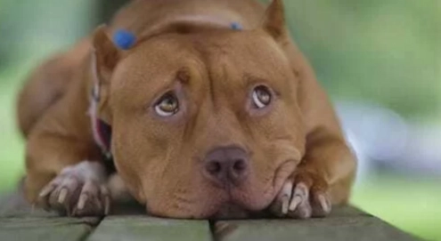 比特犬咬主人 比特犬咬主人