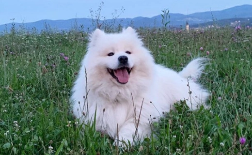 薩摩耶犬訓練 薩摩耶犬訓練