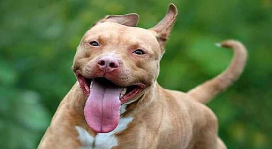 比特犬恐懼