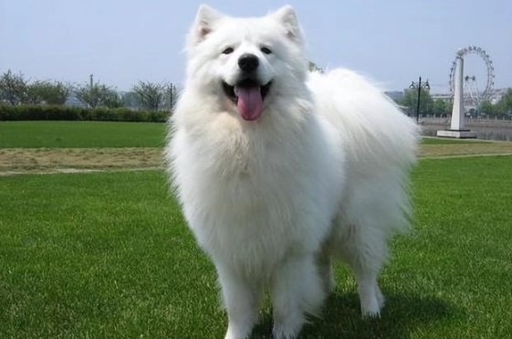 薩摩耶犬問題 薩摩耶犬問題