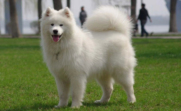 薩摩耶犬聰明嗎 薩摩耶犬聰明嗎