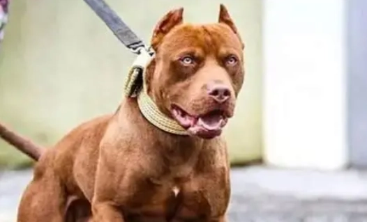 比特犬攻擊預防 比特犬攻擊預防