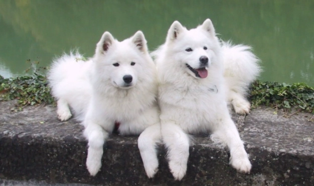 薩摩耶犬問題 薩摩耶犬問題