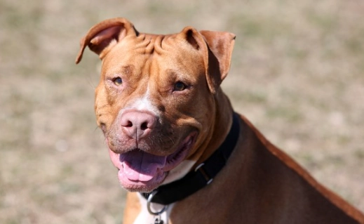 比特犬兇猛 比特犬兇猛