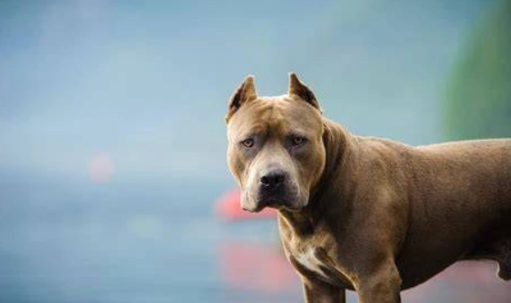 比特犬咬人原因 比特犬咬人原因