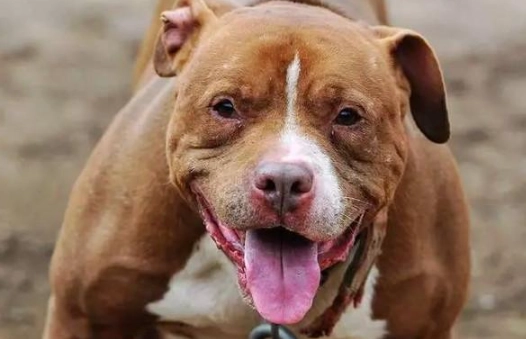 比特犬咬人原因 比特犬咬人原因