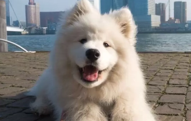 薩摩耶犬飼養注意事項 薩摩耶犬飼養注意事項