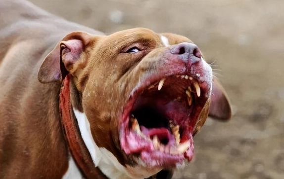 比特犬攻擊預防 比特犬攻擊預防